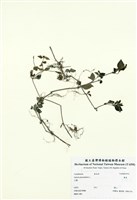 藏品(爵床)的圖片